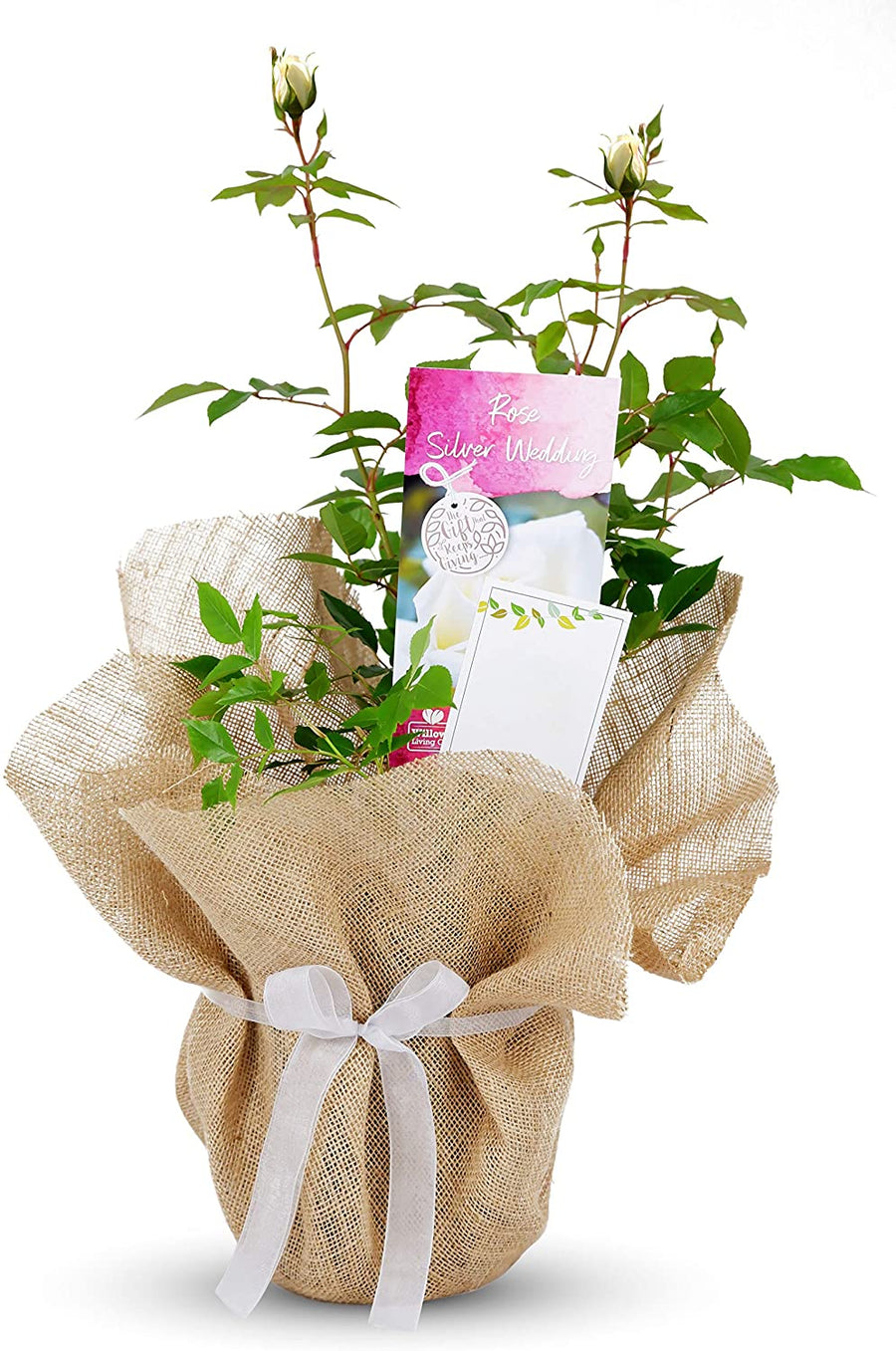 Silver 25th Wedding Anniversary Rose Bush Gift Wrapped 1 1