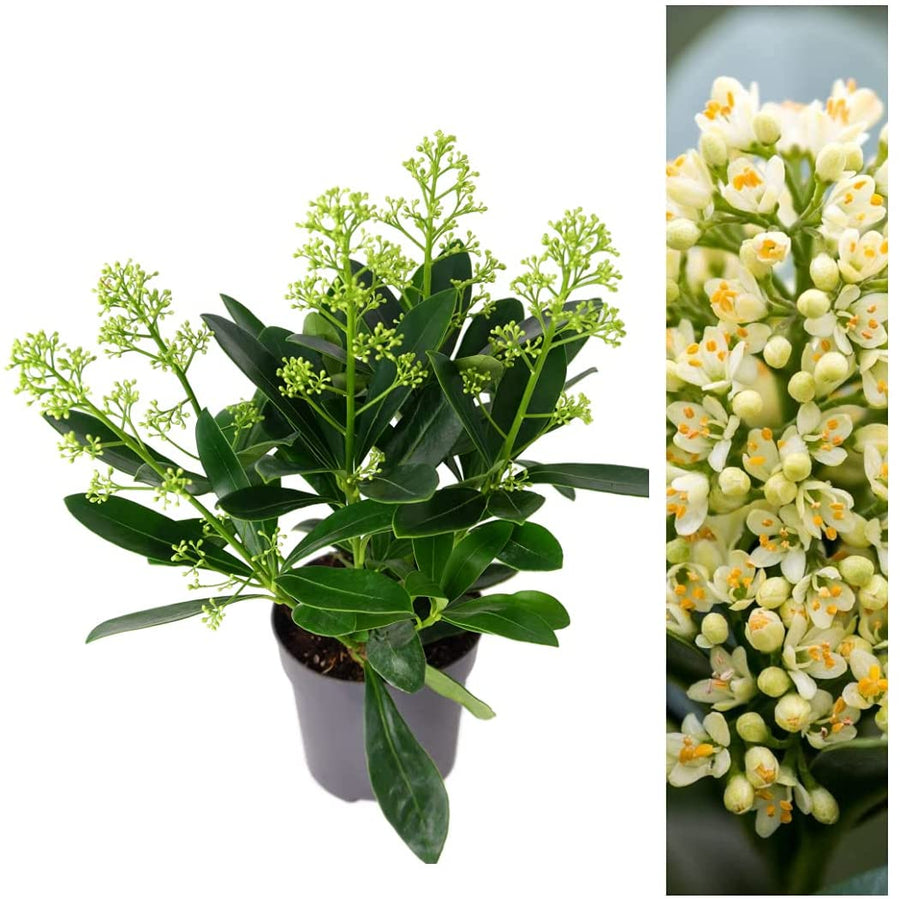 Skimmia - 'Autumn Diamond' Skimmia - 'Autumn Diamond' image1 1
