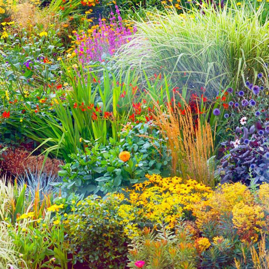 Small Shrub 5 Plant Mix 1 1