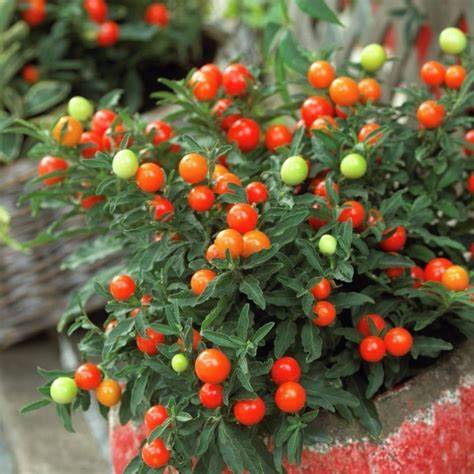 Solanum Jerusalem Cherry Plant Solanum Jerusalem Cherry Plant image1 1