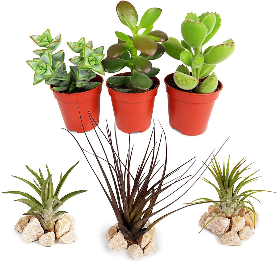 Succulent & Air Plant Mix 1 1