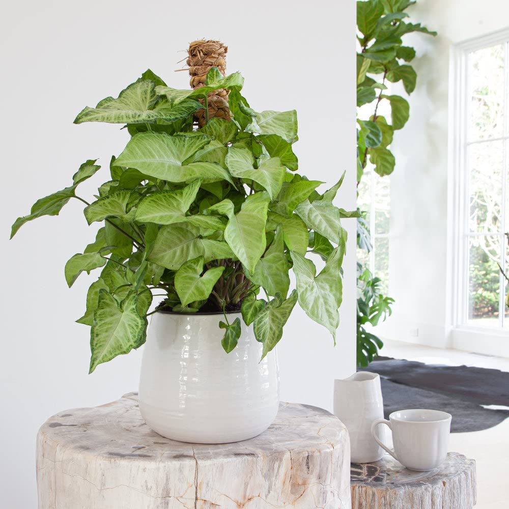 Syngonium Butterfly