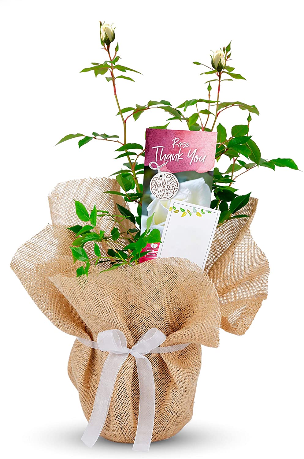 Thank You Bush Gift Wrapped