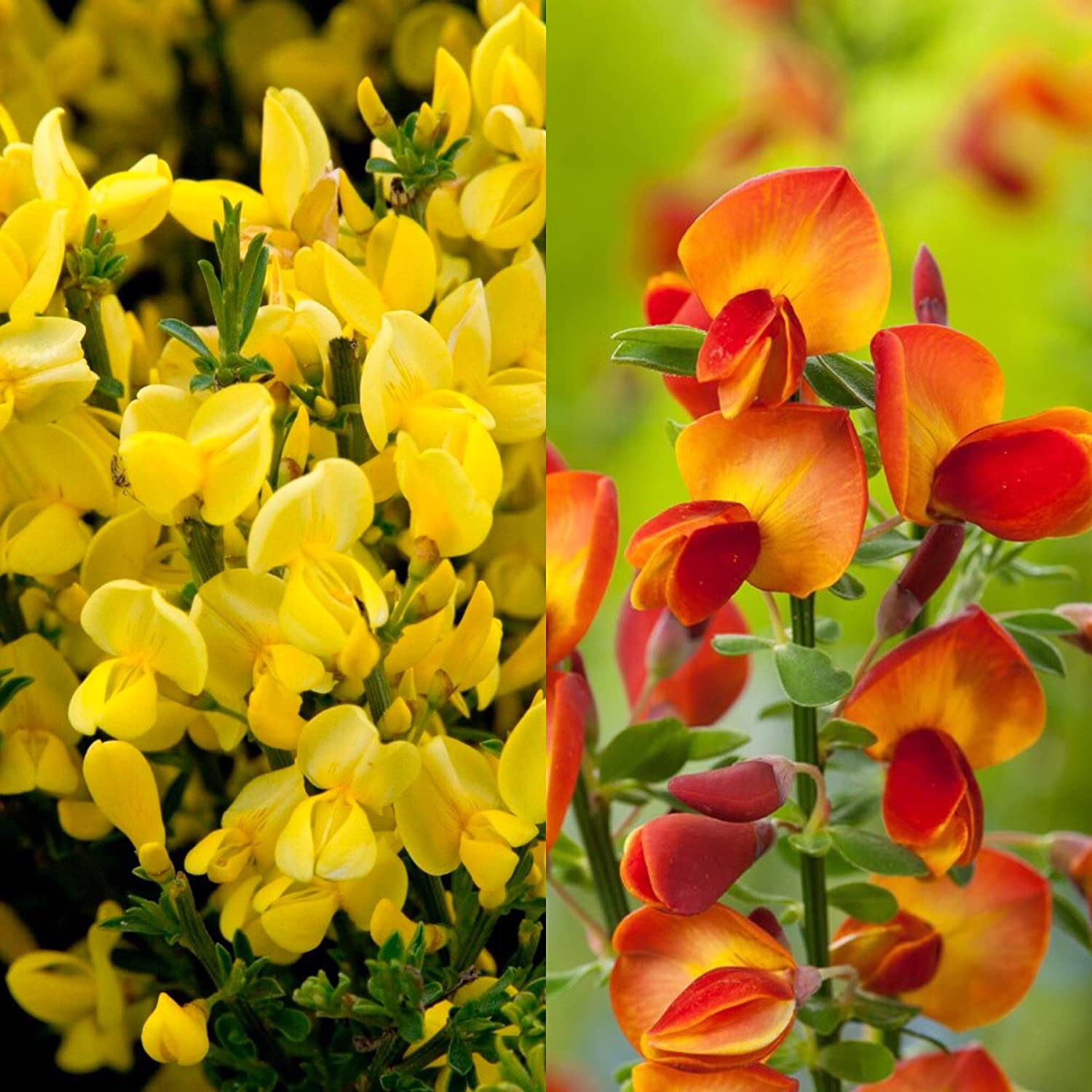 Cytisus Broom Mix