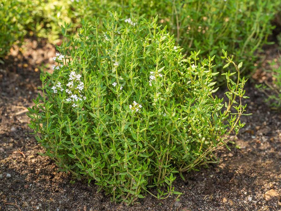 Large Herb Plant Mix 1 4
