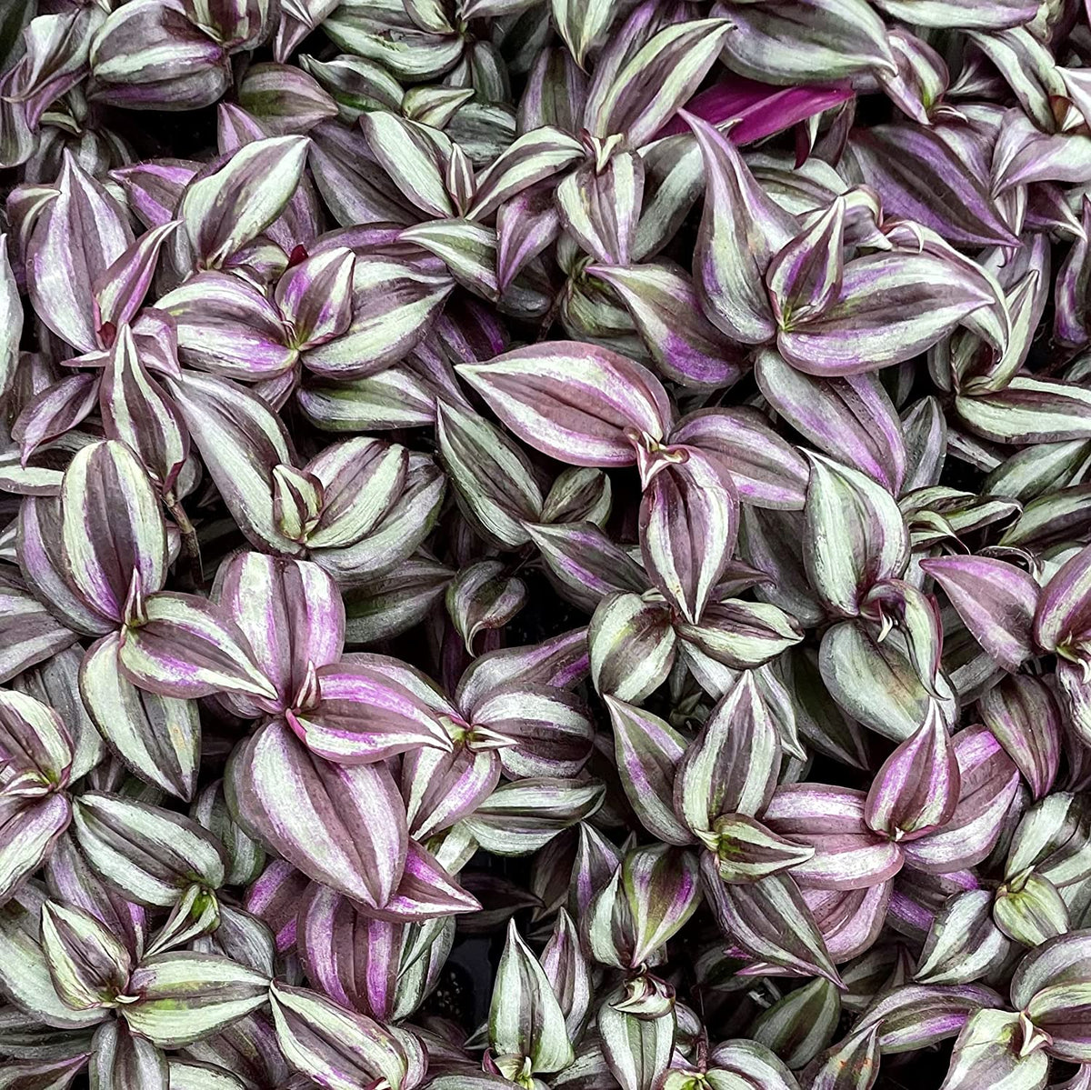 Tradescantia zebrina Wandering Dude