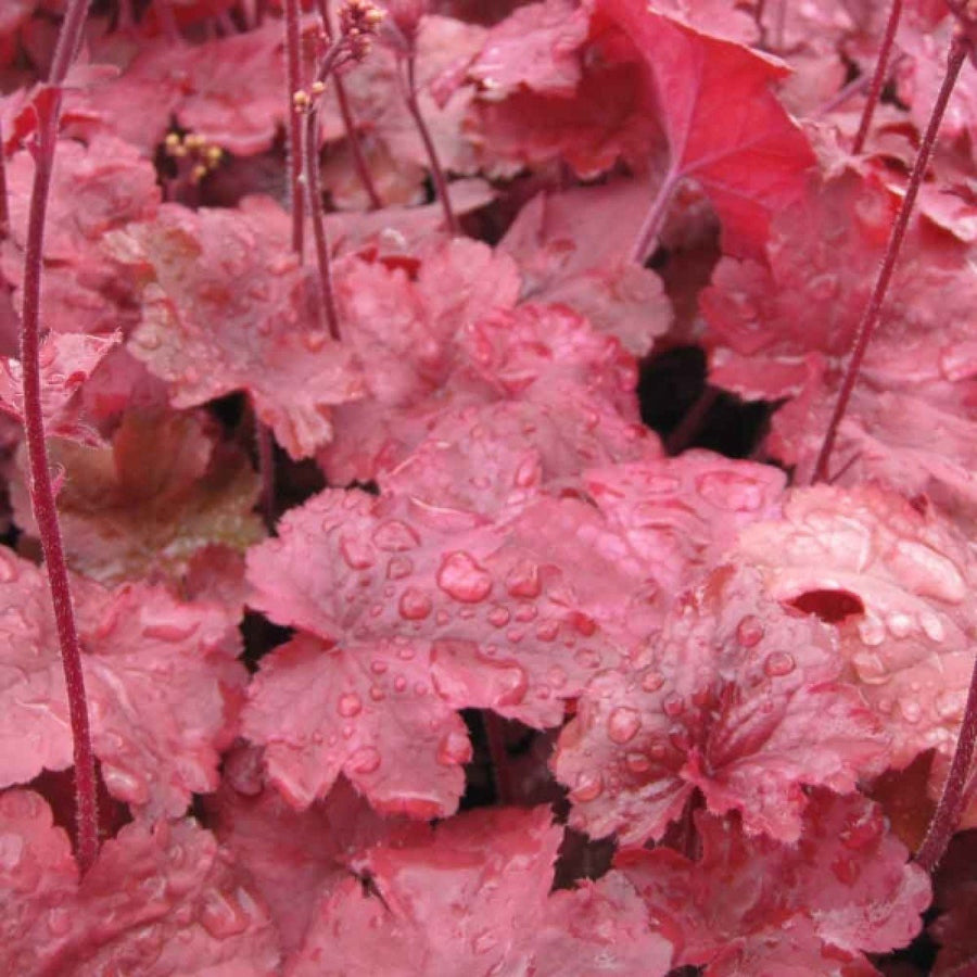 Heuchera - 'Root Beer' Heuchera - 'Root Beer' image1 1