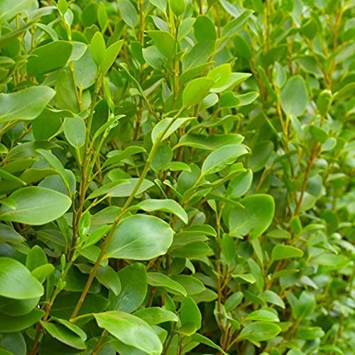 Griselinia littoralis