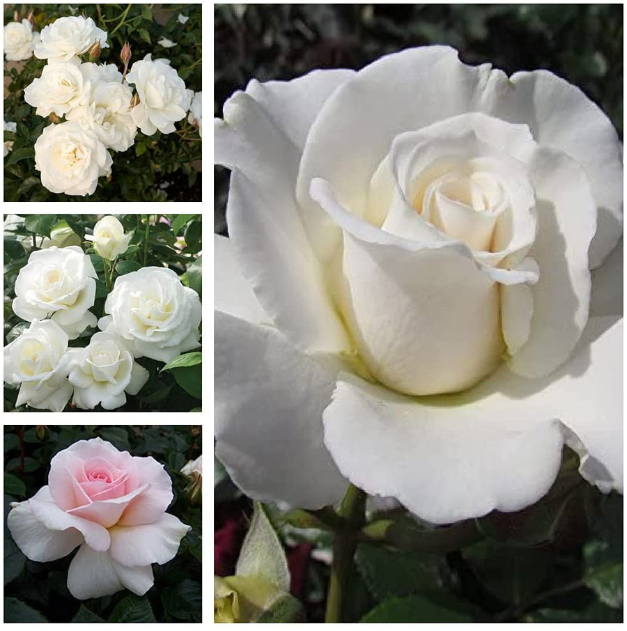 White Rose Bush 1 1