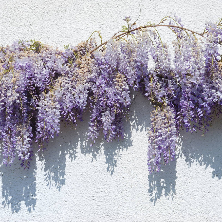 Wisteria Frutescens Plant - Amethyst Falls Wisteria Frutescens Plant - Amethyst Falls in 9cm Pot image3 3