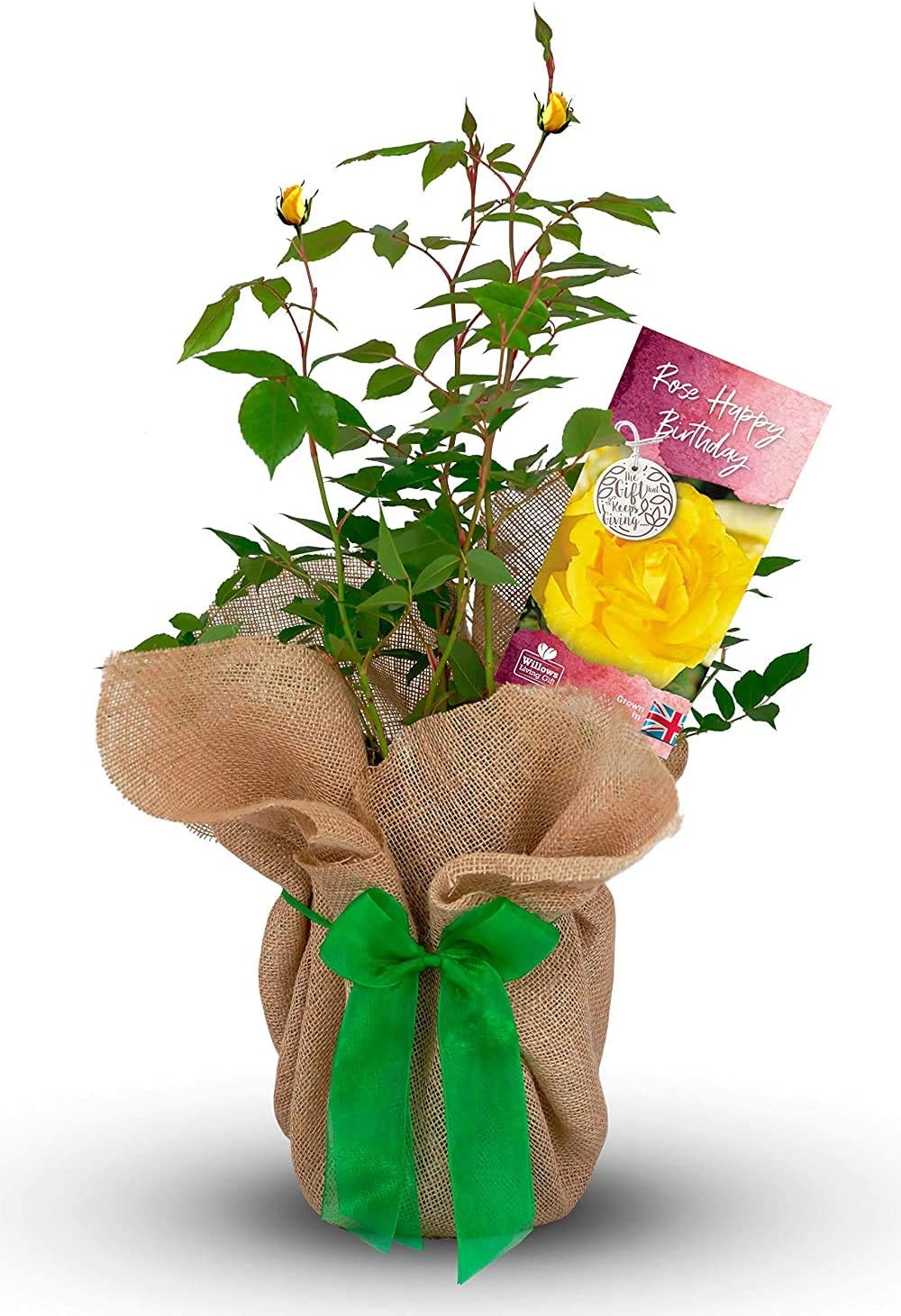 Happy Birthday Bush Gift Wrapped