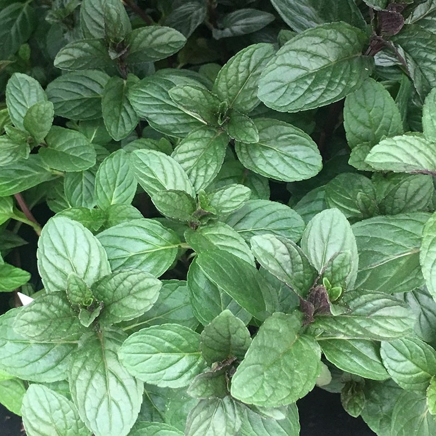 Mixed Mint Herb Plants Mint Chocolate Plant for Culinary Use image1 2