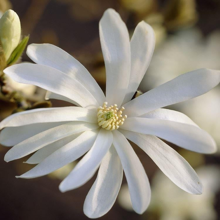 Magnolia Stellata