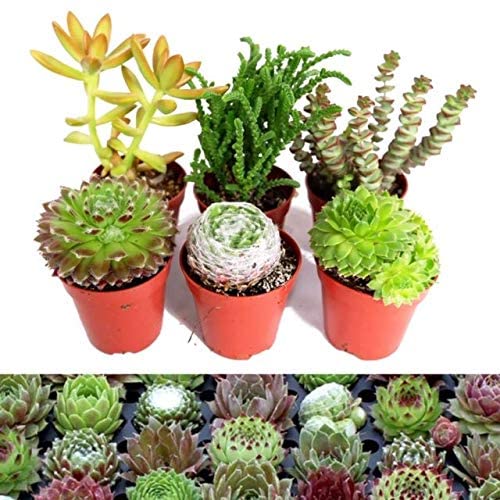 Mix Plants - 3 Sempervivum & 3 Succulents 1 2