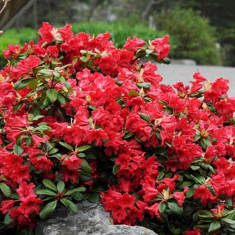 Rhododendron Scarlet Wonder 1 2
