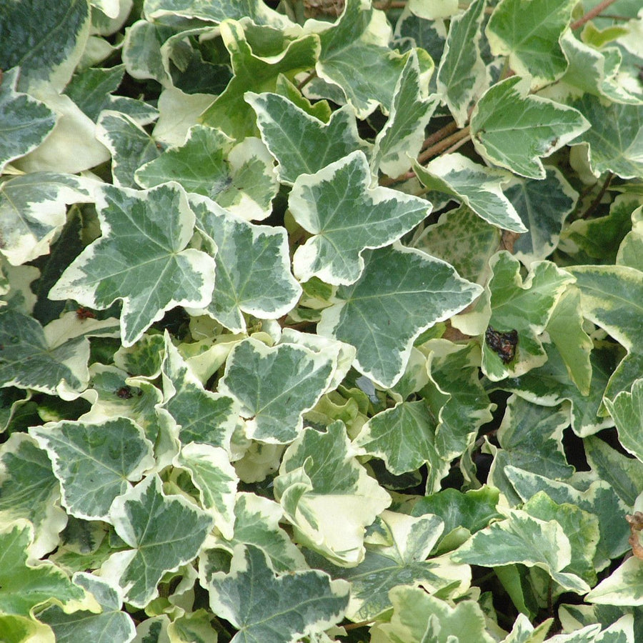 Hedera Helix White (10 Plants) 1 3