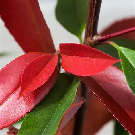 Photinia - 'Red Robin' (6 Plants) 1 1