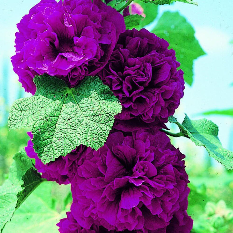 Hollyhock Plant Double Purple - Alcea Rosea Hollyhock Plant Double Purple image1 1