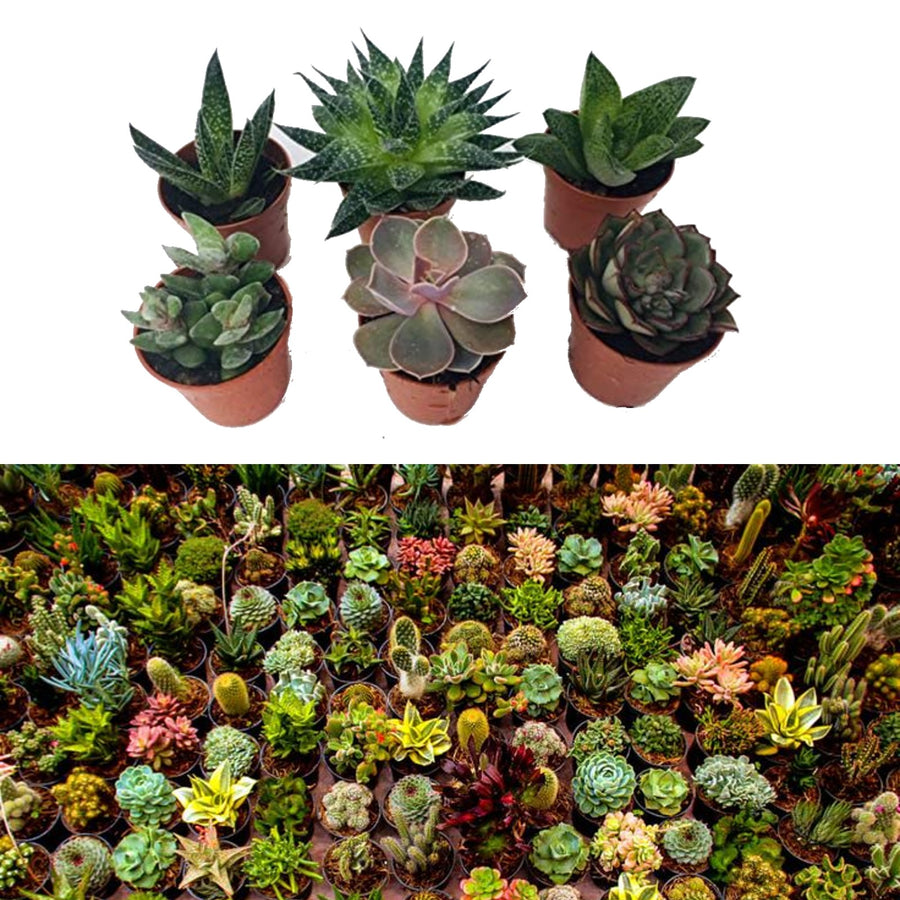 Plant Mix - 3 Aloe Vera & 3 Succulents 1 2