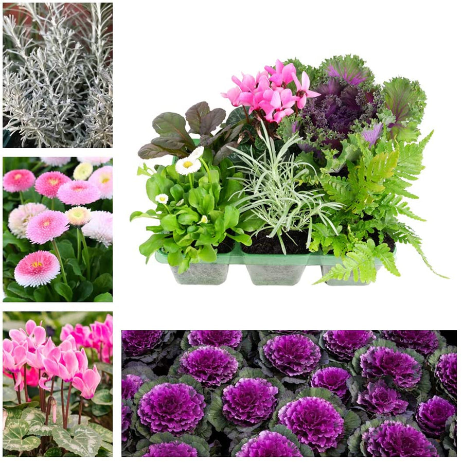 Seasonal Jumbo Pack Seasonal Jumbo Pack (6 Plants) image1 1