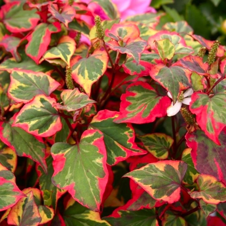 Chameleon Plants - Houttuynia Cordata Houttuynia Cordata Chameleon - 2 Plants image1 1