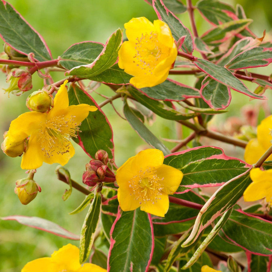 Hypericum - 'Tricolor' (2 Plants) Hypericum - 'Tricolor' (2 Plants) image1 1
