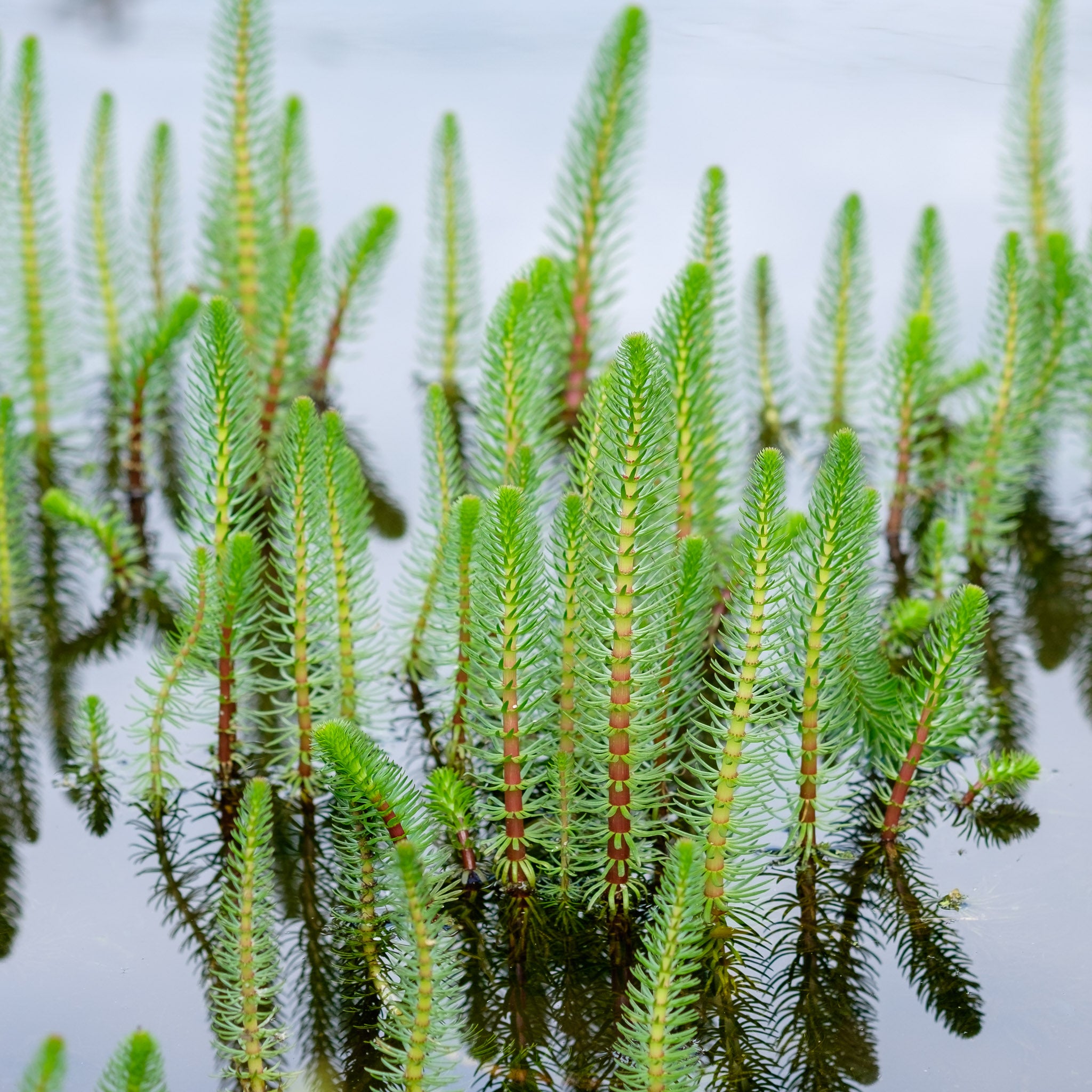 Buy Mare s Tail Oxygenating Pond Plant Hippuris Vulgaris Carbeth buy-mare-s-tail-oxygenating-pond-plant-hippuris-vulgaris-carbeth