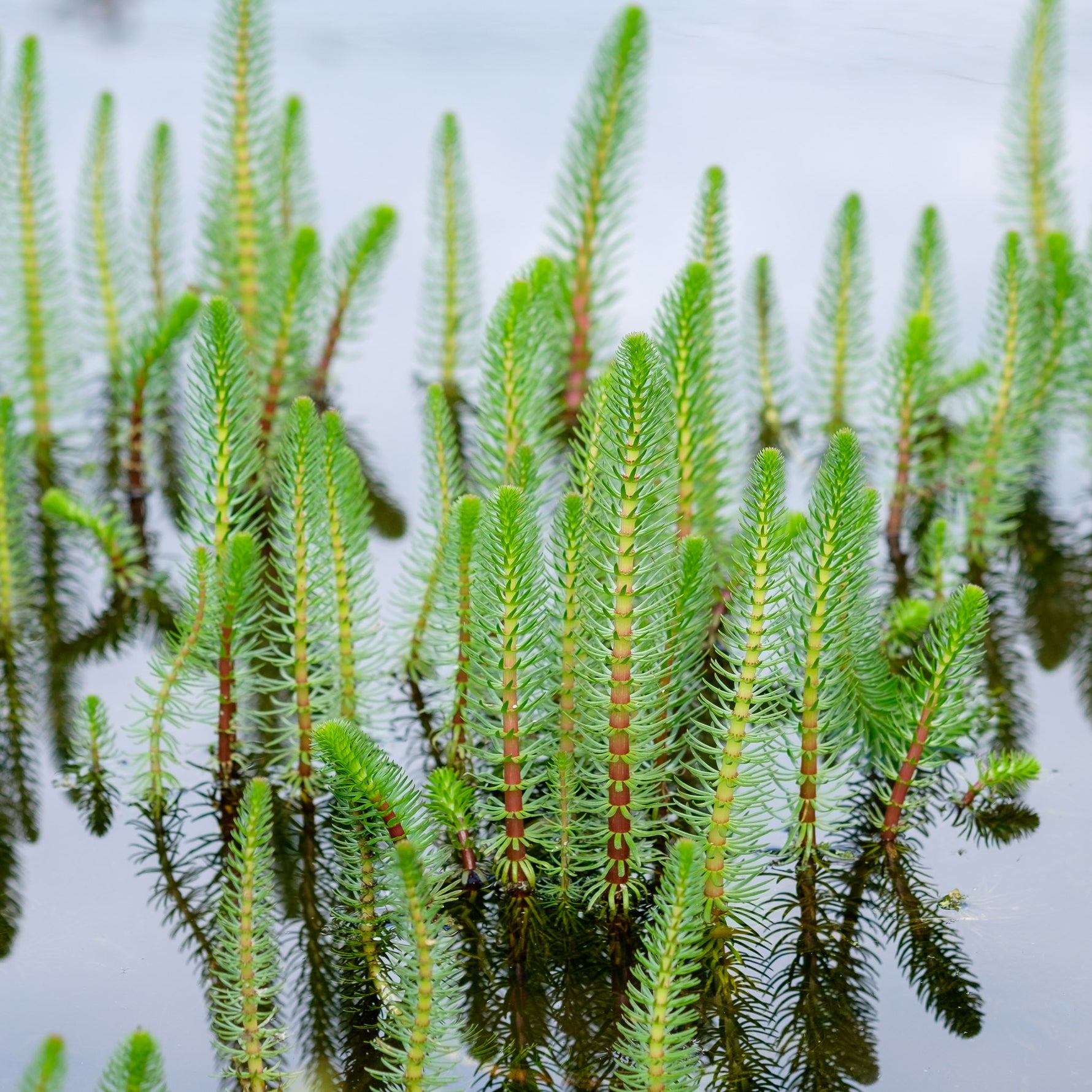 Mares Tail Hippuris vulgaris Pond Plant
