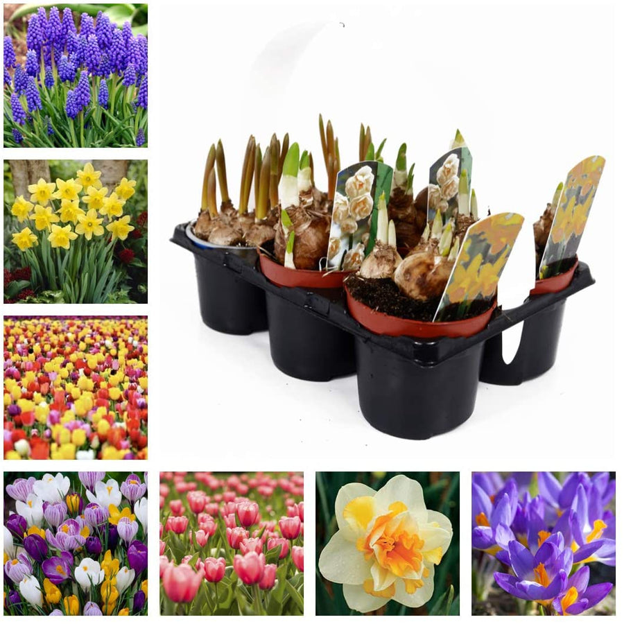 Spring Bulb Collection x 6 Growing Plants 1 1
