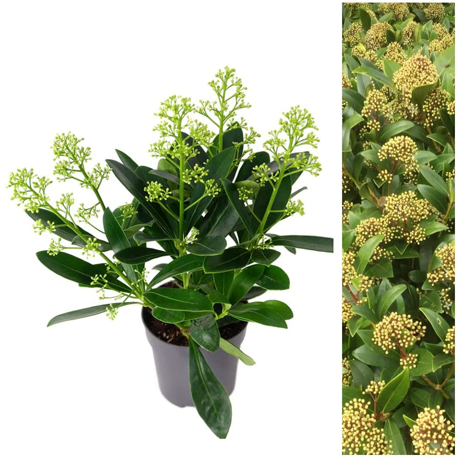 Skimmia - 'Finchy' Skimmia - 'Finchy' image1 1