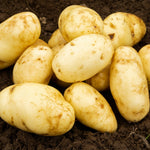 Seed Potatoes  14
