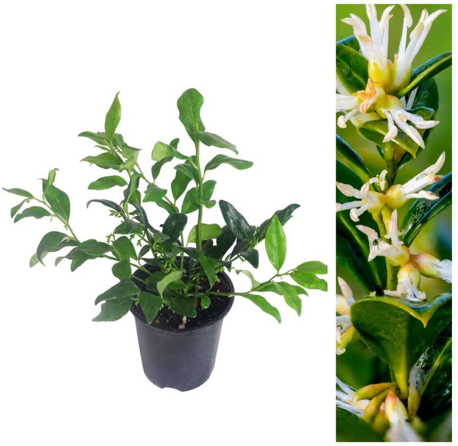 Sarcococca Confusa Sarcococca Confusa image1 1