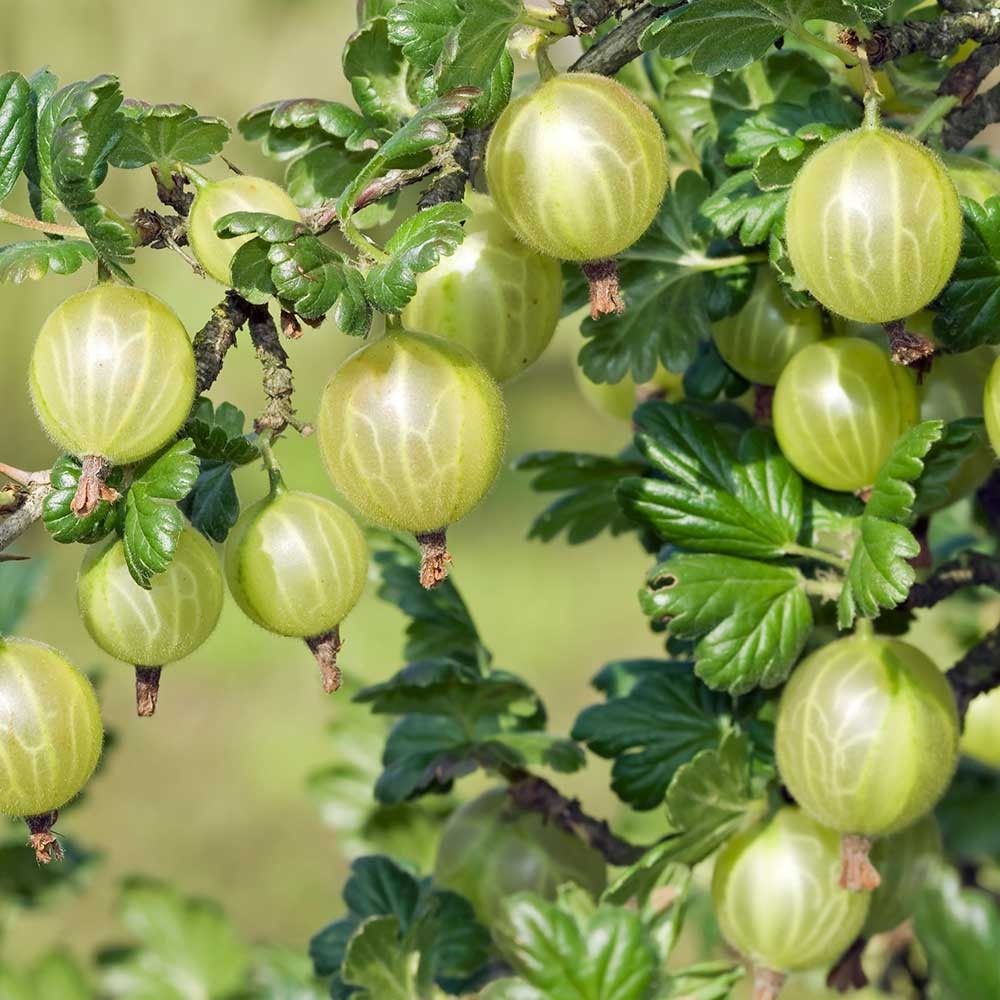 Fruit Plant Mix Collection Ribes Summer Gold Gooseberries image1 4