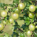 Fruit Plant Mix Collection Ribes Summer Gold Gooseberries image1 4