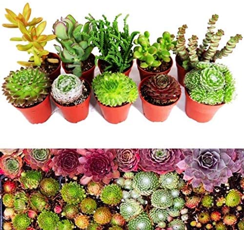 Mix Plants - Sempervivum & Succulents 1 2
