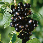 Currant Fruit Plant  2