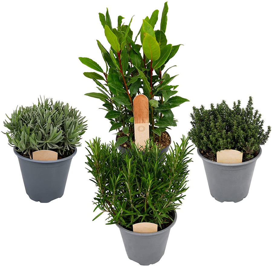 Large Herb Plant Mix 1 1