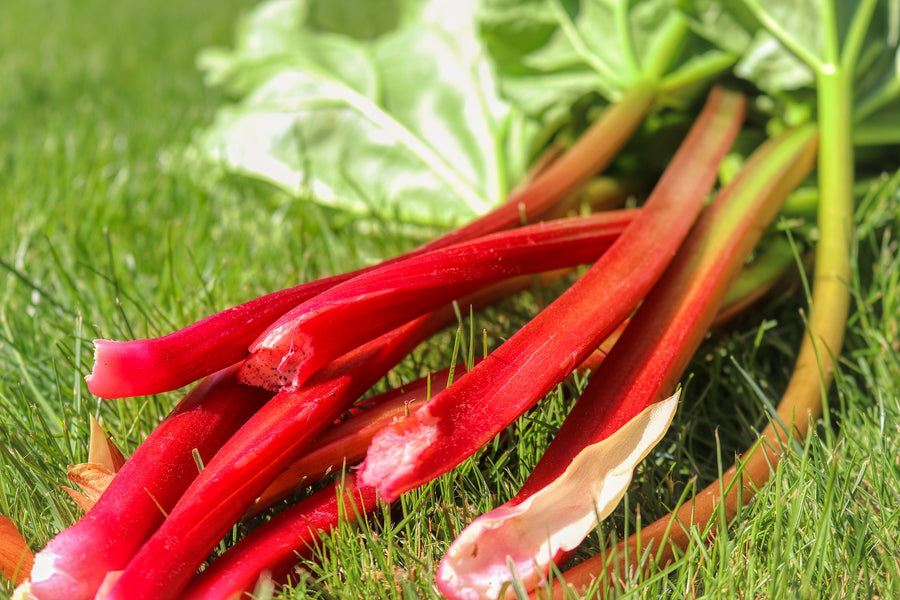 Rhubarb Bare Root Crowns  10