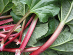 Rhubarb Bare Root Crowns  9