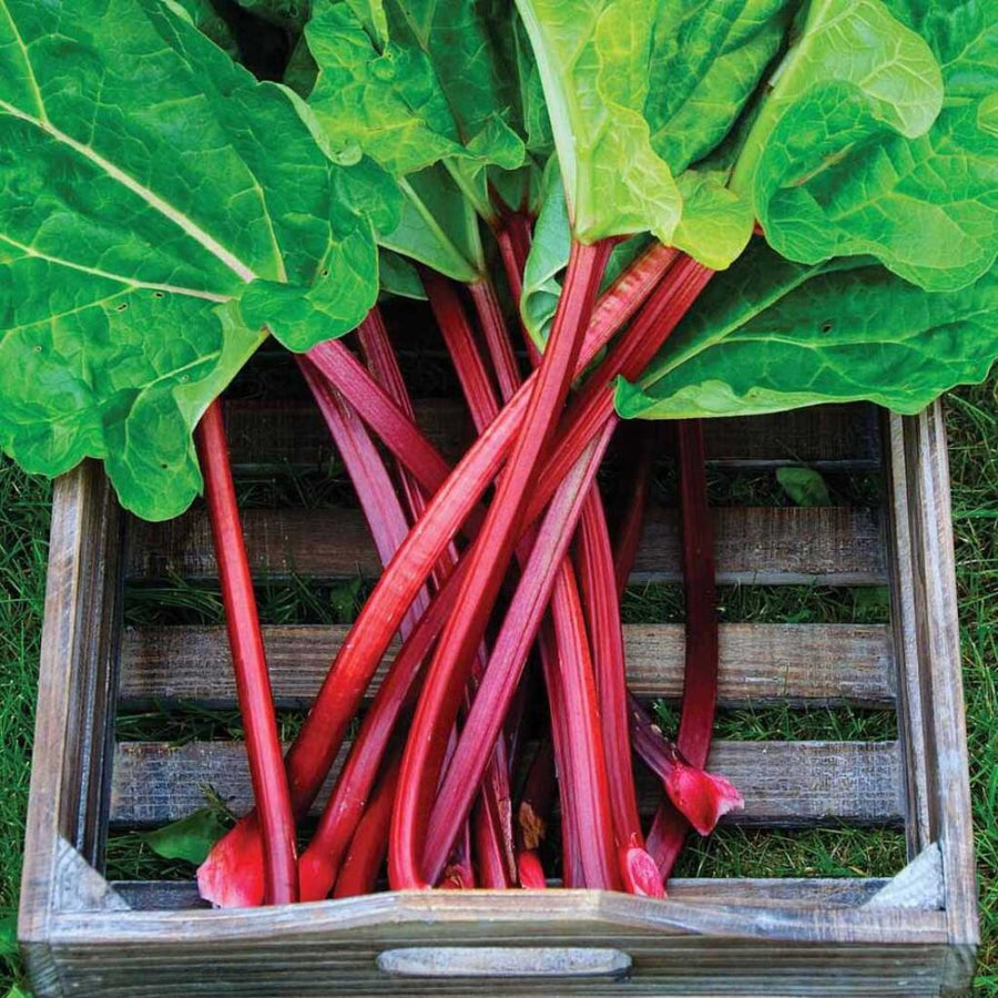 Rhubarb Bare Root Crowns  8