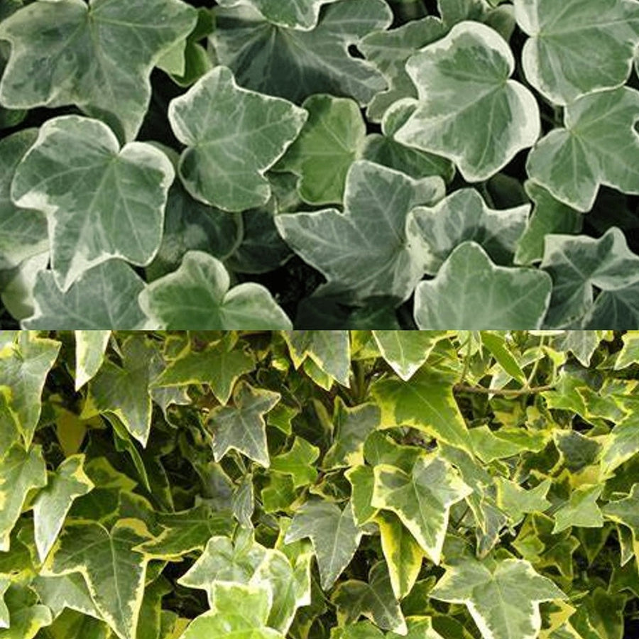 Hedera Ivy Gold & White Mix 1 1