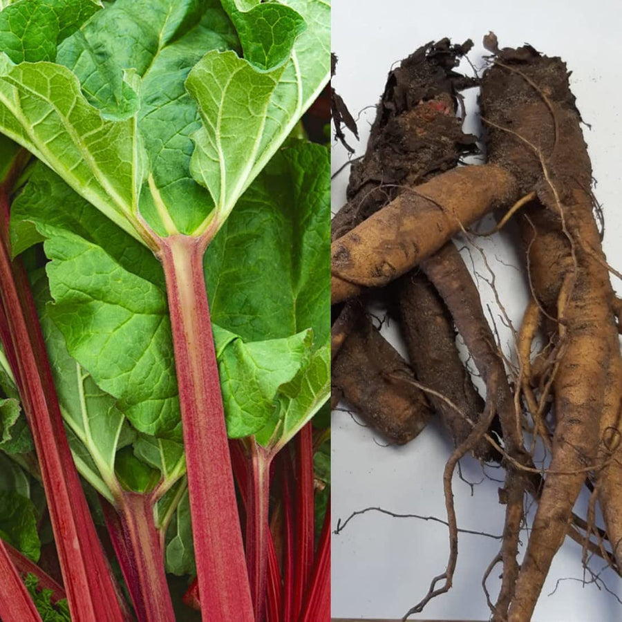 Goliath Rhubarb Bare Root Crown 1 1