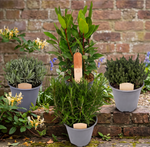 Large Herb Plant Mix  1