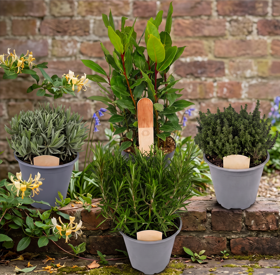 Large Herb Plant Mix  1
