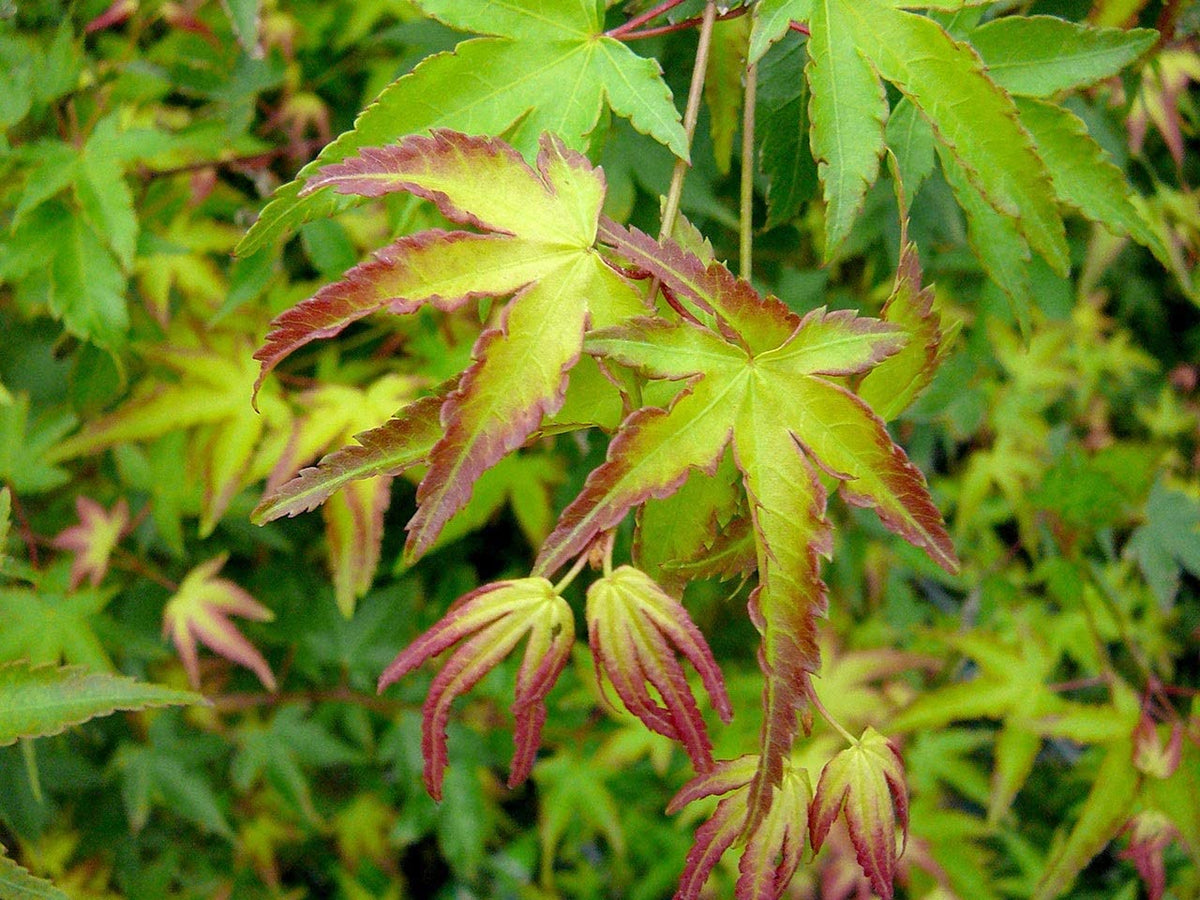 Acer Little Princess