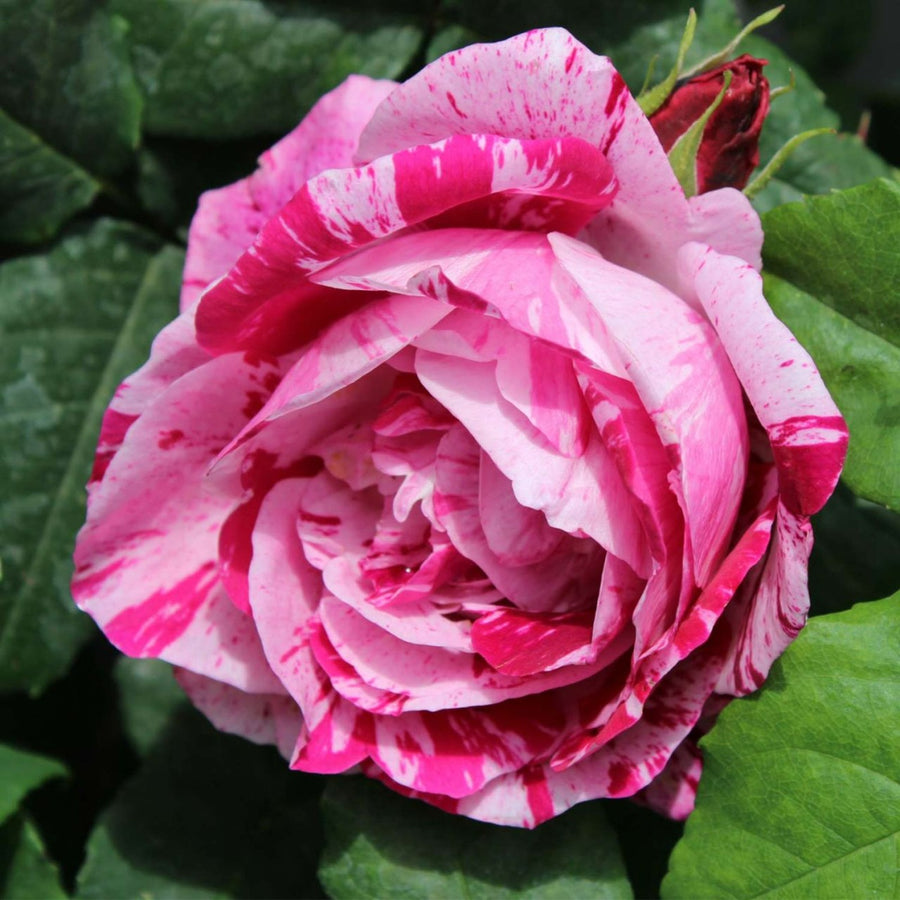 Ferdinand Pichard Rose Bush Pink Stripe 1-90162-historische-rose-ferdinand-rosa-ferdinand-pichards_1280x1280 5