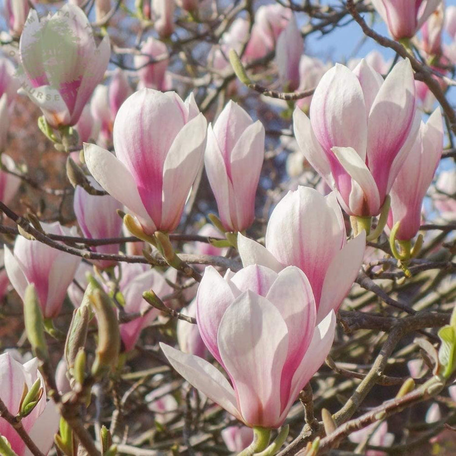 White Magnolia Soulangeana 1 1