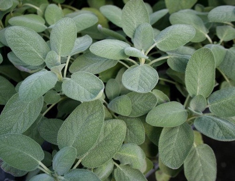 Sage Herb For Culinary Use 1 1