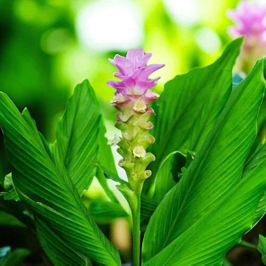 Curcuma Longa Tumeric Bare Roots  1