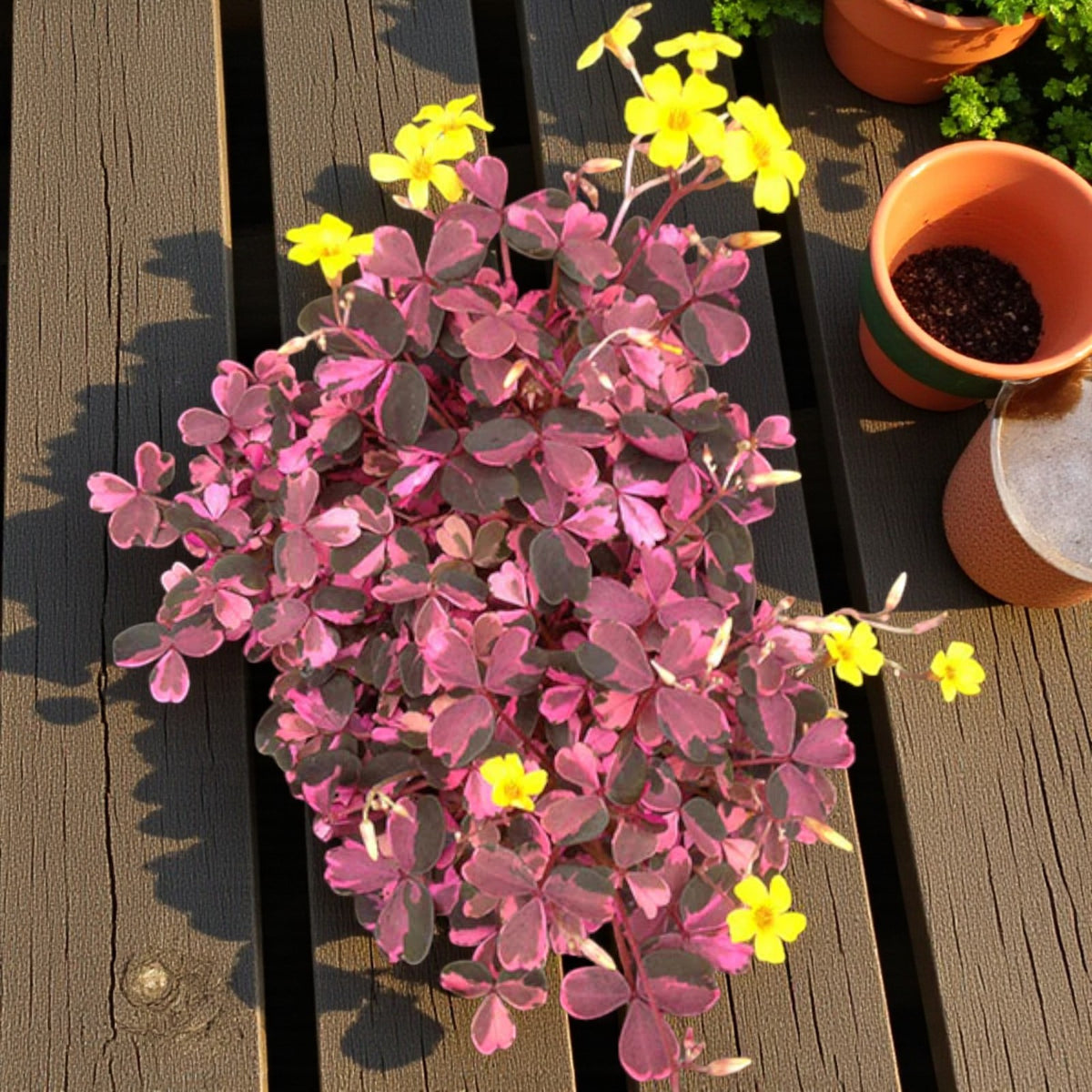 Oxalis Spiralis Crazy Pink  4